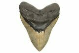 Massive, Fossil Megalodon Tooth - Serrated Blade #261027-1